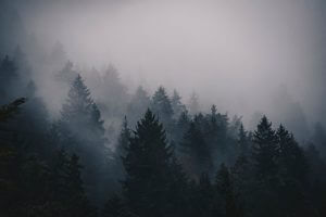 Bosque nublado