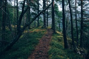 Bosque templado