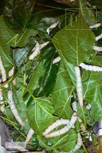 Gusanos de seda sobre hojas verdes